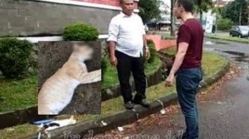 Felix Pembunuh Kucing